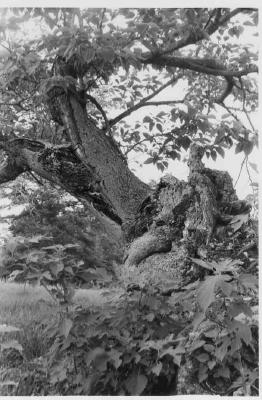 TREE AT GRAVESITE
FED AND MOURNING FLOYD