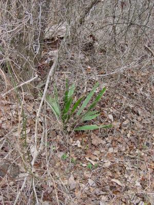 Yucca Plant