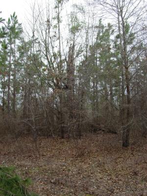 Old Tree at Site